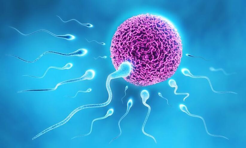Spermatozoen in der Zusammensetzung des Gleitmittels bei Männern