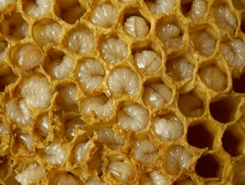 Bienenzuchtprodukte